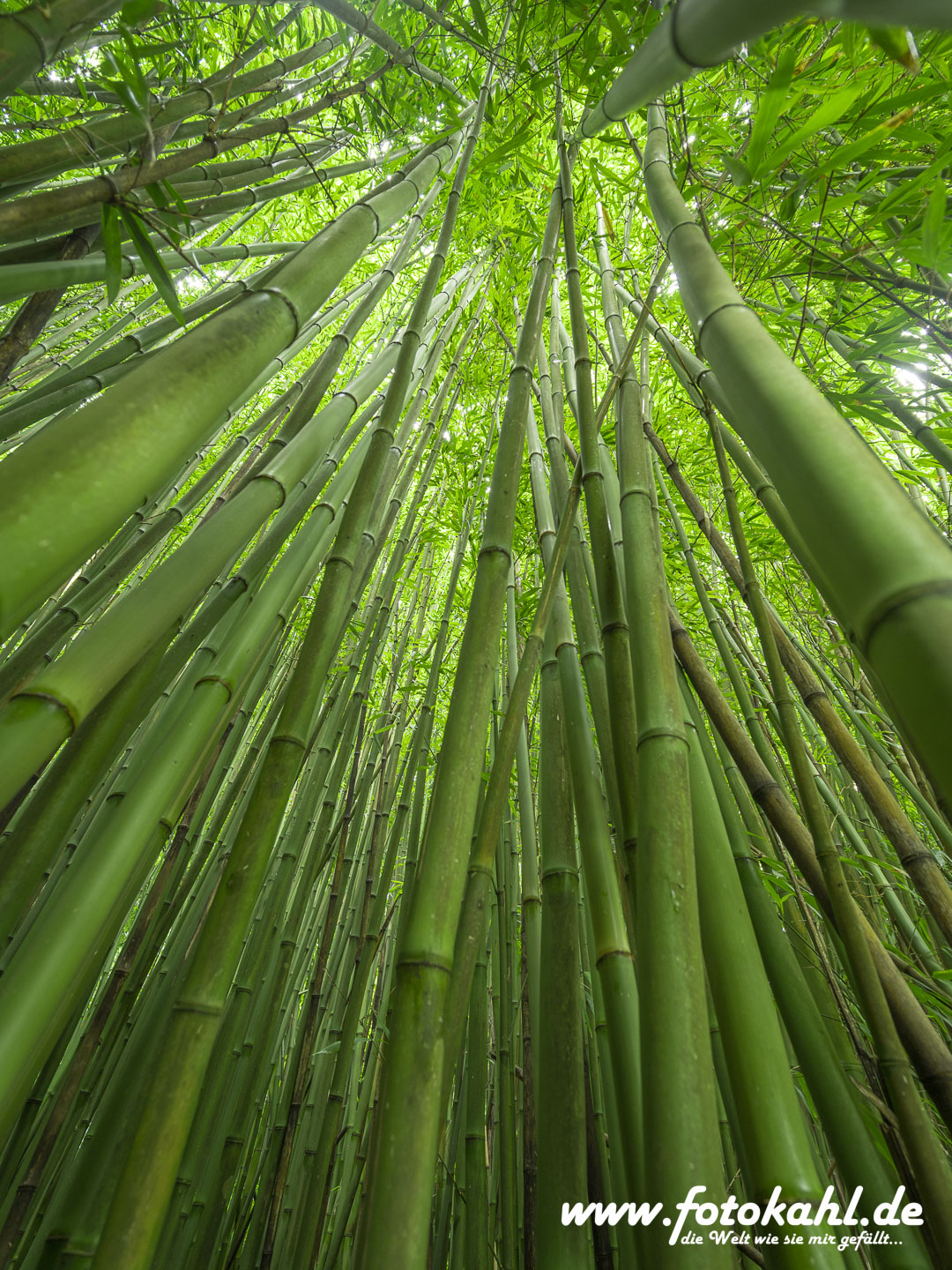 Hawaii-Big Island 2018_095
