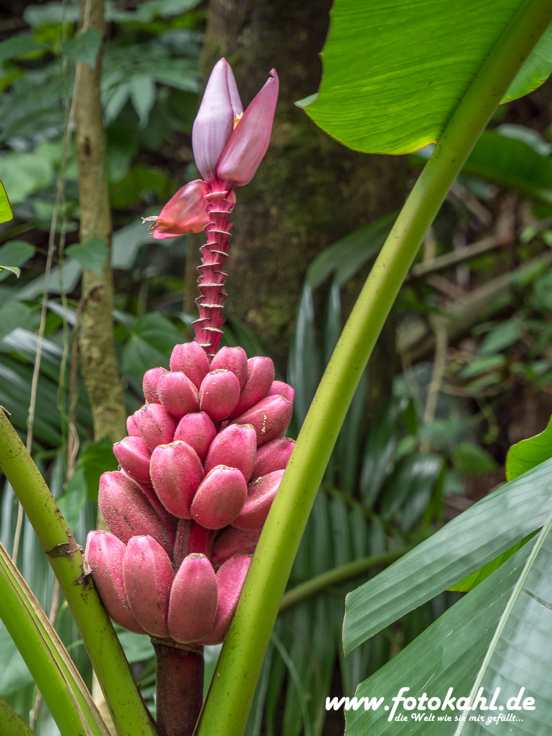 Hawaii-Big Island 2018_097