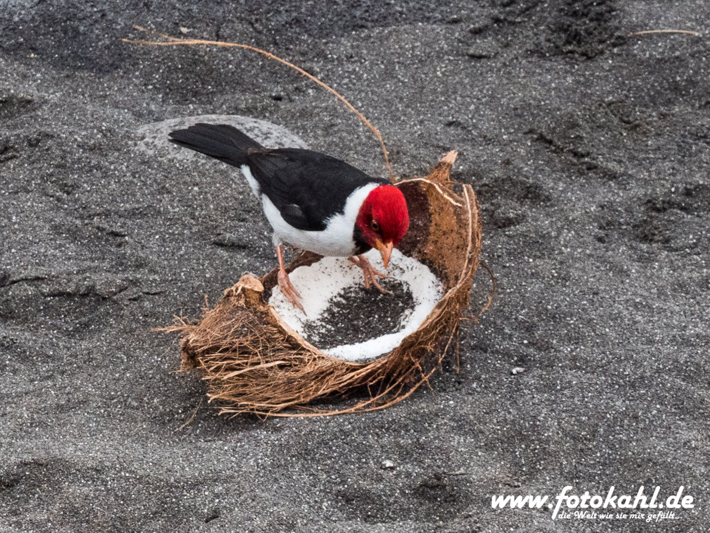 Hawaii-Big Island 2018_103