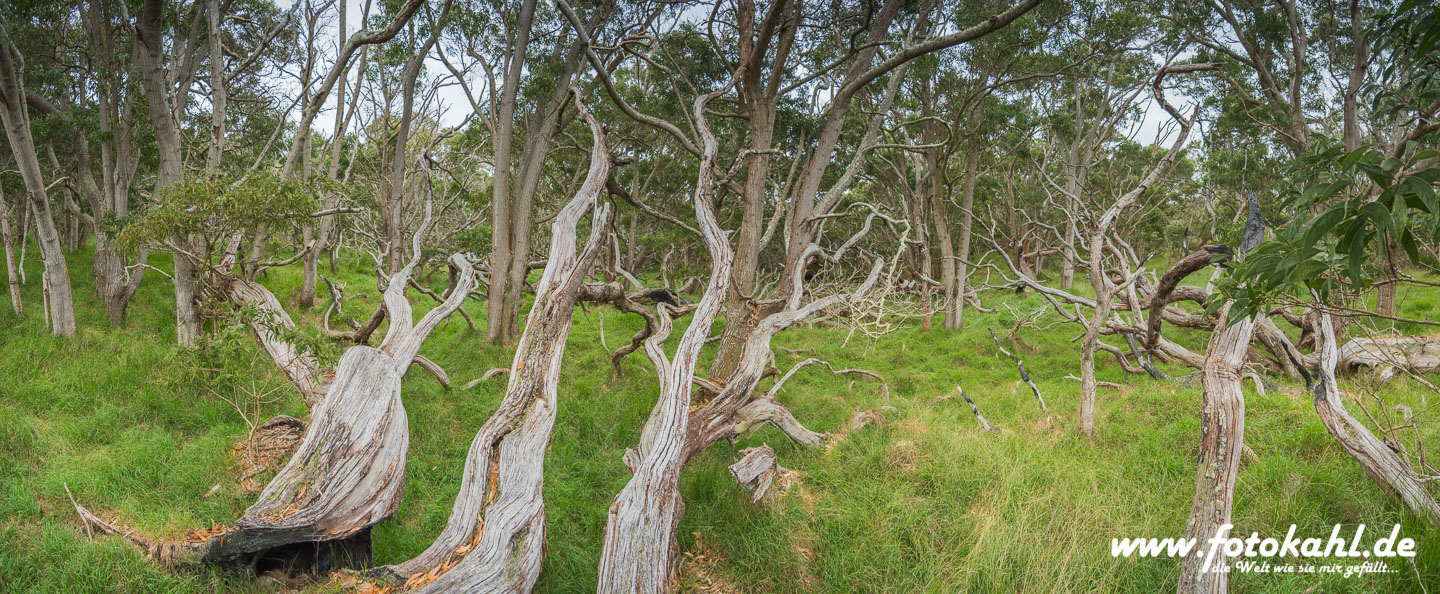 Hawaii-Big Island 2018_112