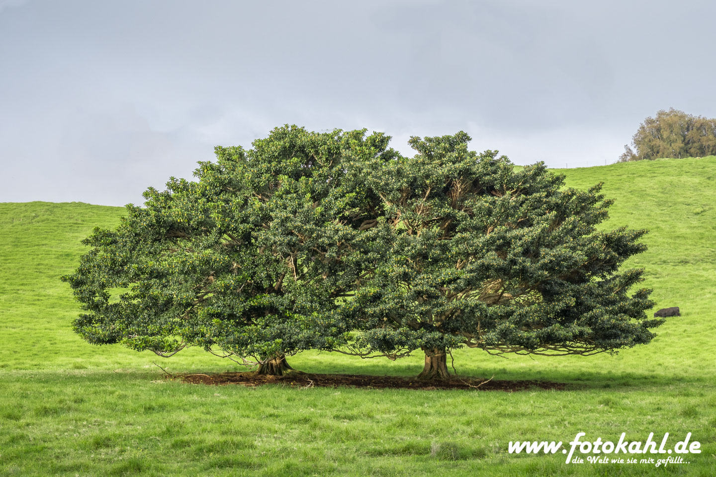 Hawaii-Big Island 2018_126