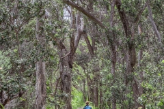 Hawaii-Big Island 2018_061