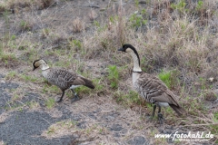 Hawaii-Big Island 2018_087