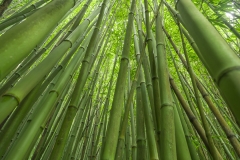 Hawaii-Big Island 2018_095