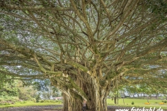 Hawaii-Big Island 2018_096