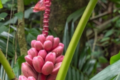 Hawaii-Big Island 2018_097