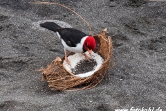 Hawaii-Big Island 2018_103