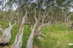 Hawaii-Big Island 2018_112