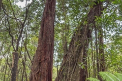 Hawaii-Big Island 2018_115