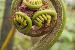 Hawaii-Big Island 2018_116