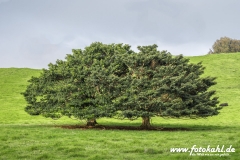 Hawaii-Big Island 2018_126