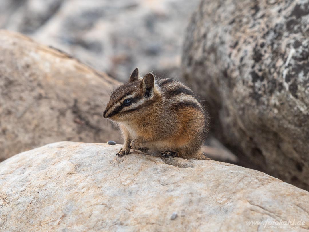 Kanada - Lake Luise - Chipmunks