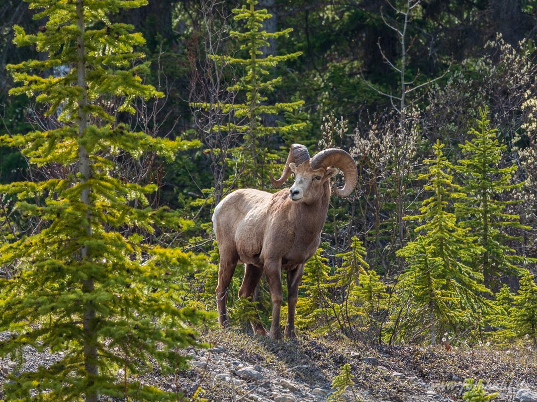 Kanada_-_190529-114