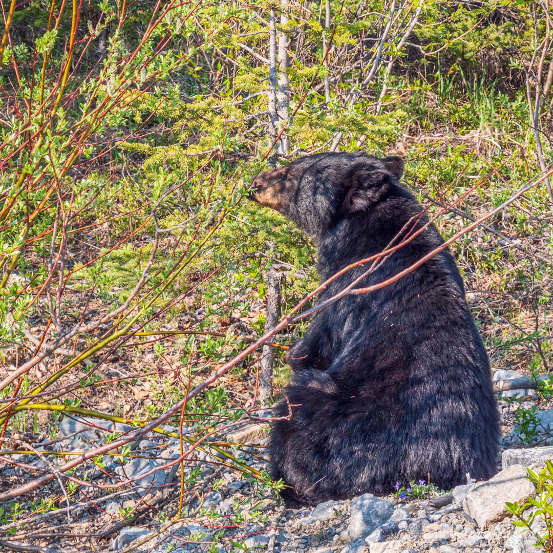 Kanada_-_190529-120
