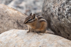 Kanada - Lake Luise - Chipmunks