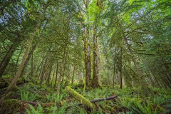 Kanada_-_190517-066