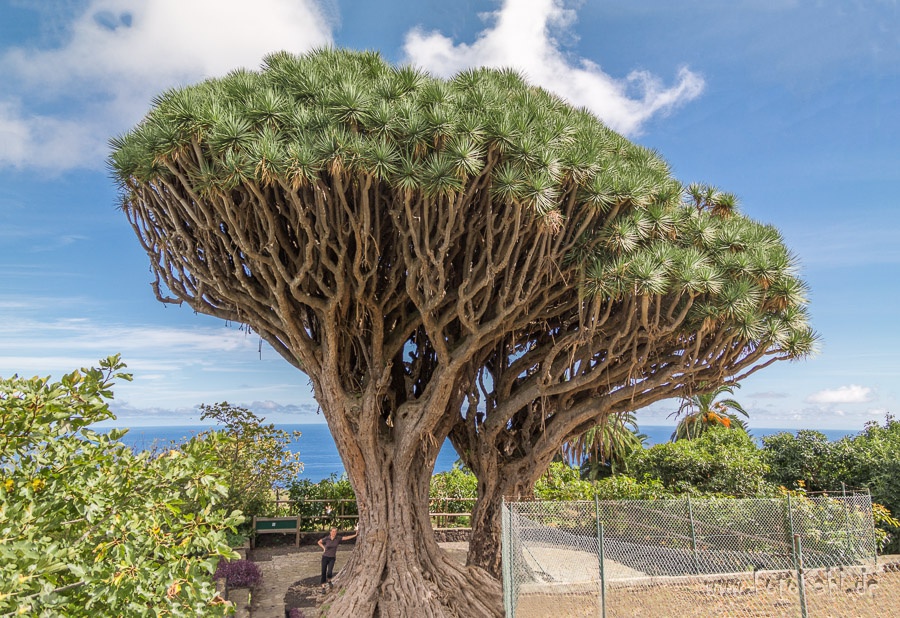 La Palma - Dragos