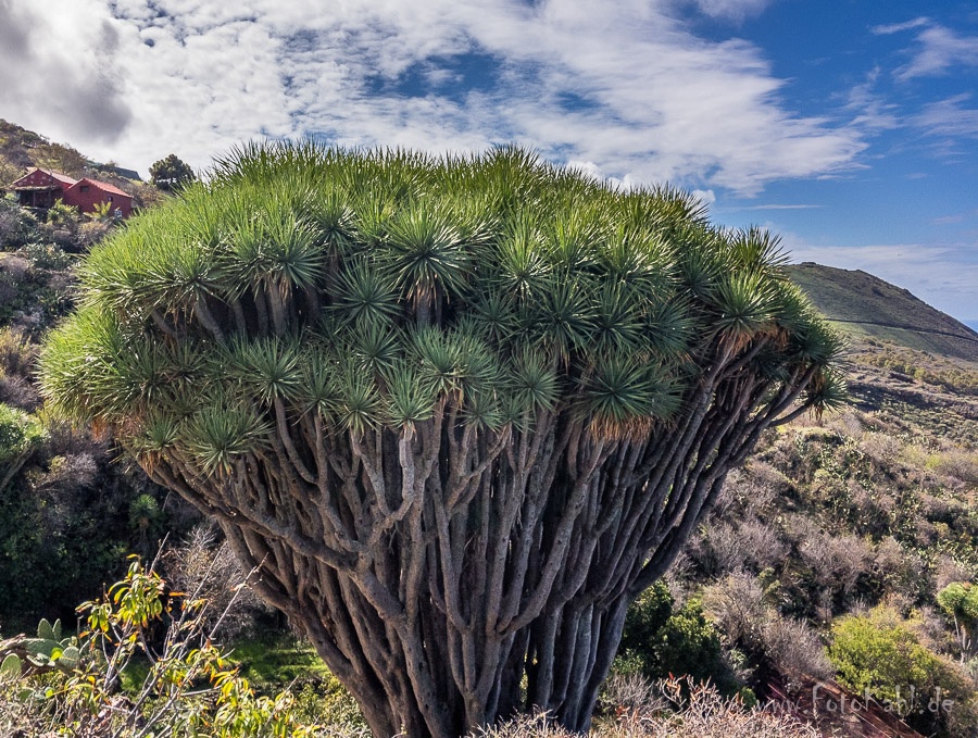 La Palma - Dragos bei Las Tricias
