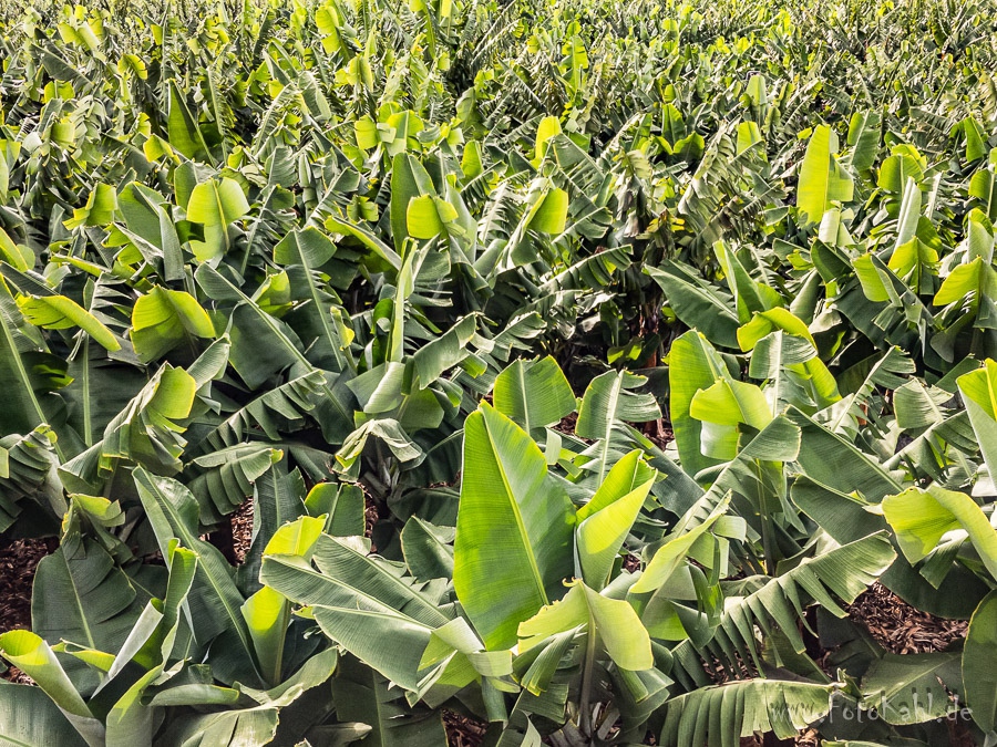 La Palma - Bananen