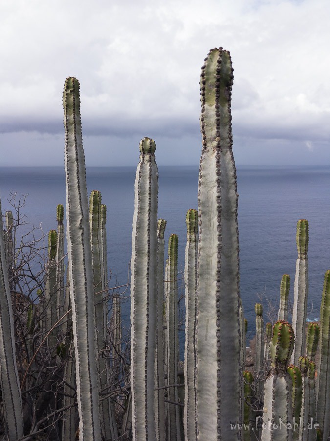 La Palma - Pflanzen
