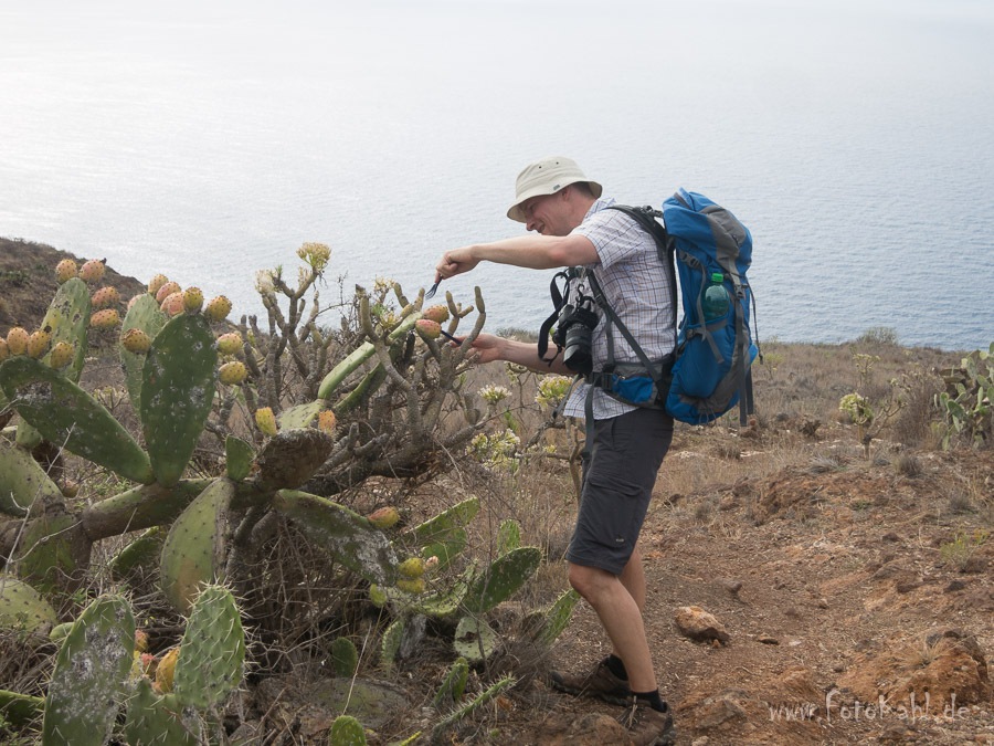 La Palma - 1x Kaktusfeige bitte ....