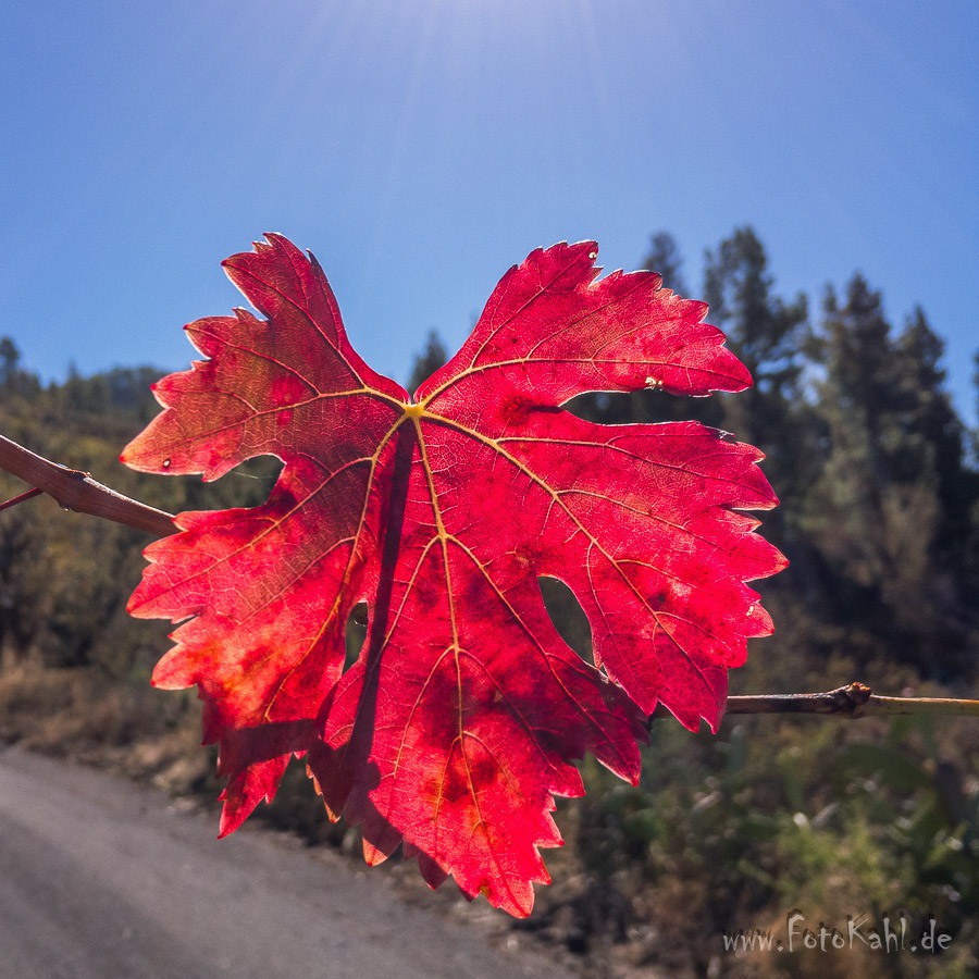 La Palma - Herbst auf 800m.