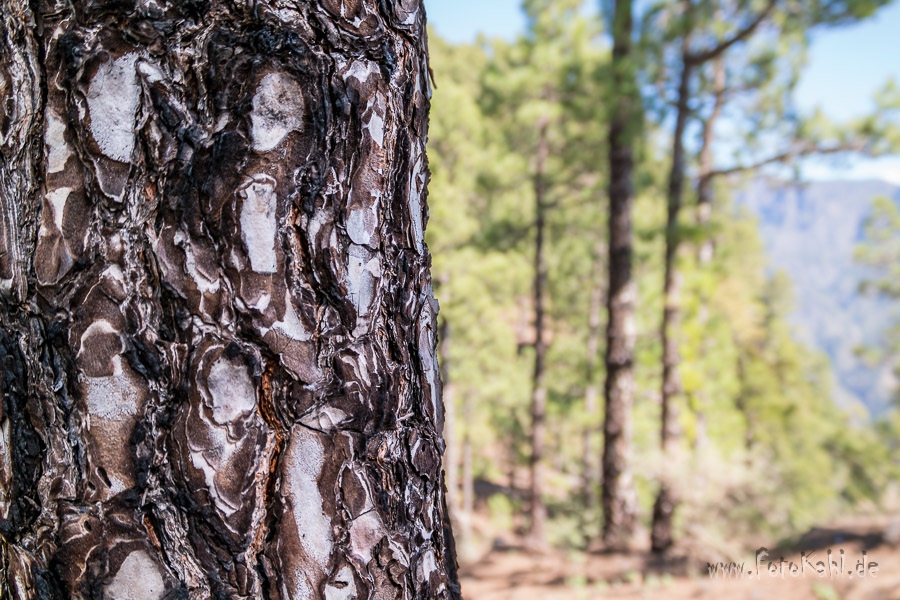 La Palma - Rinde einer Pinus Canariensis