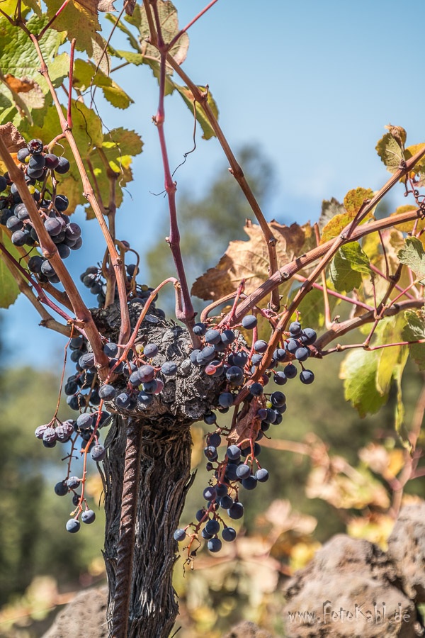 La Palma - Wein!