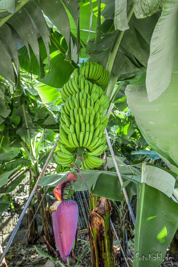 La Palma - Eine wild lebende Banane ;o)