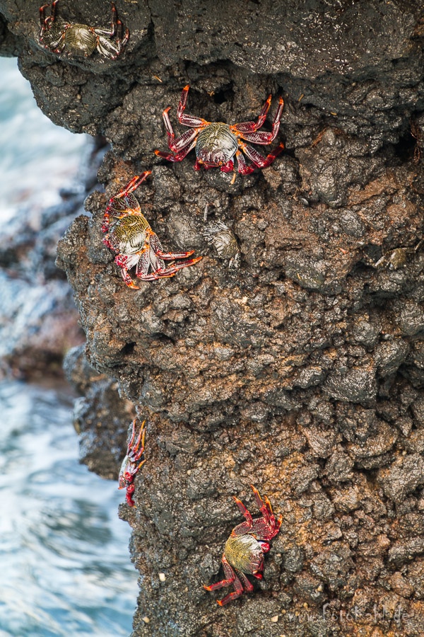 La Palma - Hunger?