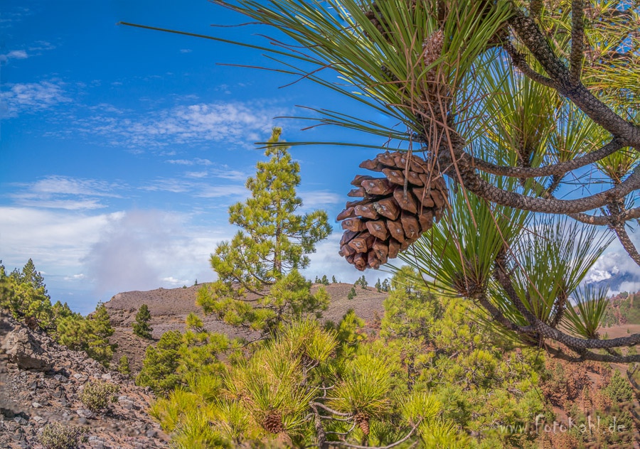 La Palma - Pinienzapfen