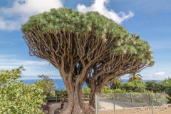 La Palma - Dragos