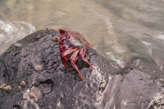 La Palma - Eine Krabbe?