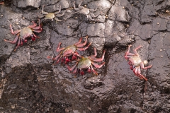 La Palma - Nein. Viele Krabben.