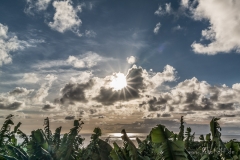 La Palma - Bananen im Gegenlicht