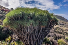 La Palma - Dragos bei Las Tricias