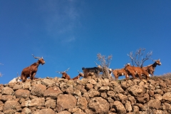 La Palma - Wir werden beobachtet.