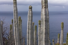 La Palma - Pflanzen