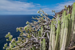 La Palma - 600 Höhenmeter wieder hoch nach Tijarafe