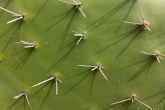 La Palma - Und er sticht sticht sticht