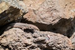 La Palma - Godzilla?