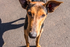 La Palma - Ein neuer Kumpel