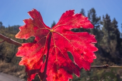 La Palma - Herbst auf 800m.