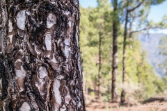 La Palma - Rinde einer Pinus Canariensis