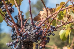 La Palma - Wein!