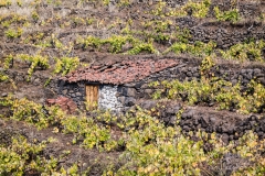 La Palma - Wohnen im Weinberg.
