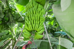 La Palma - Eine wild lebende Banane ;o)