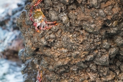 La Palma - Hunger?