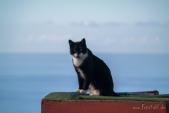 La Palma - Miau in Lomo de la Crucita