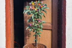 La Palma - Topfpflanze